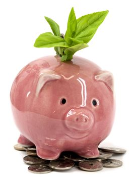 Green plant growing from a happy pink piggy bank