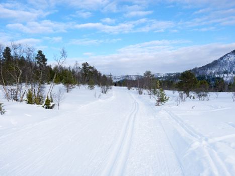 Pristine white ski tracks on a lovely winter day
