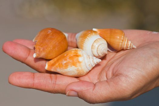 Shells in the hands of women.