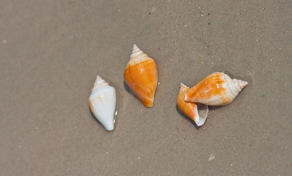 Seashells on the sand.