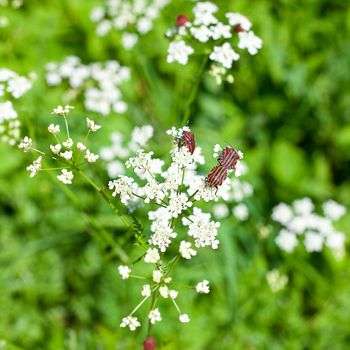 beetles with white flowers on a background of grass