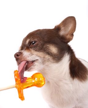 chihuahua and lollipop on the white background