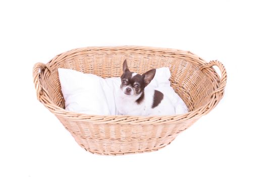 little dog chihuahua in the wicker basket