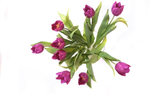 violet flower with green leaves on the white background