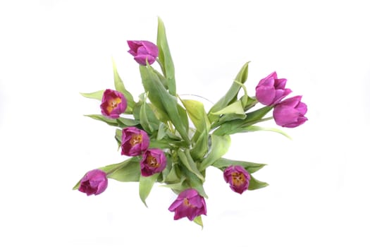 violet flower with green leaves on the white background