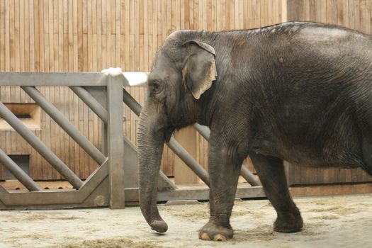 young elephant in his house in city of ostrava