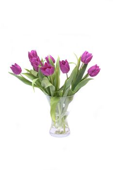 nice violet flowers on the white background