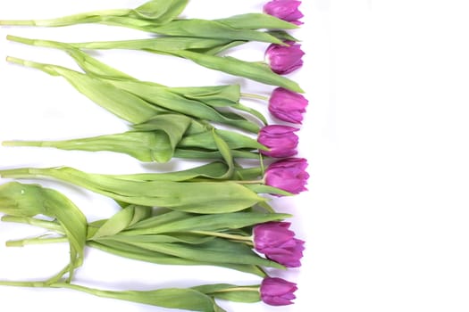 nice violet flowers on the white background