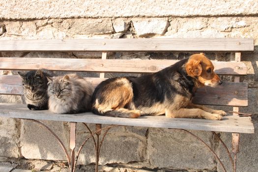 two cats and dog are resting as friends