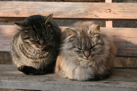 two cats (mother and father)  are resting