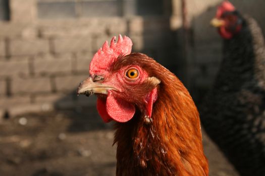 chicken in the nature (head of chicken)