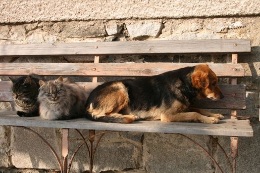 two cats and dog are resting as friends