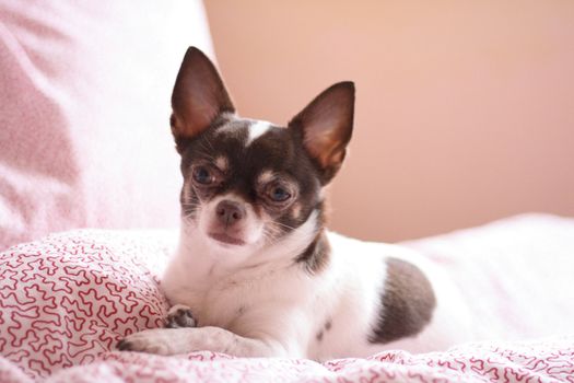 shorthair brown and white chihuahua is resting 