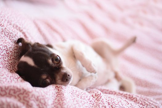 shorthair brown and white chihuahua is resting 