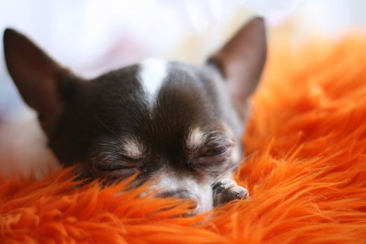 shorthair brown and white chihuahua is resting 