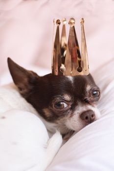 chihuahua with golden crown on her head 