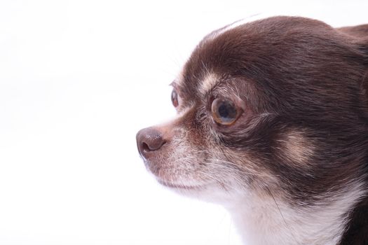 head of my sweet chihuahua on the white background