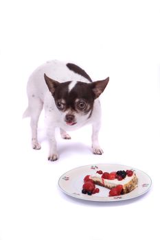 cheesecake with fruits and chihuahua on the white background 