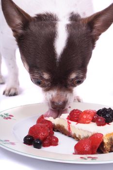 cheesecake with fruits and chihuahua on the white background 