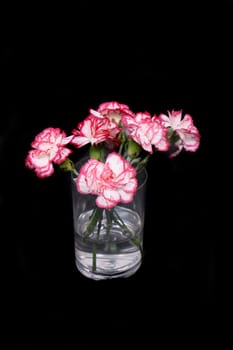 very nice flowers on the black background