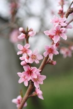 a nice pink flower in the nature 