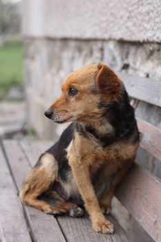 nice outdoor dog is resting at his place