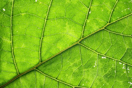 an abstract background from leaf texture