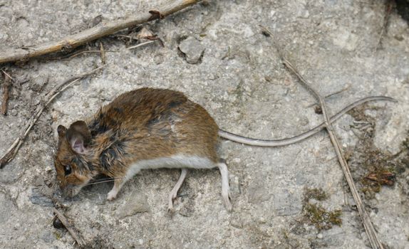 a little dead mouse on grey background