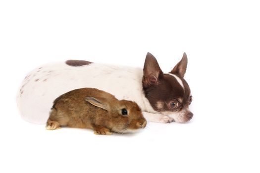 chihuahua dog and her friend on the white background