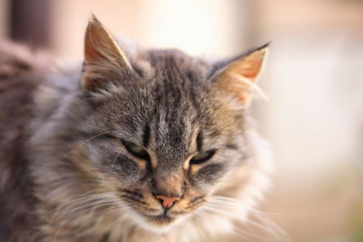 head of grey cat in the nature 