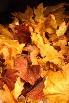 autumn leaves in the night - natural background