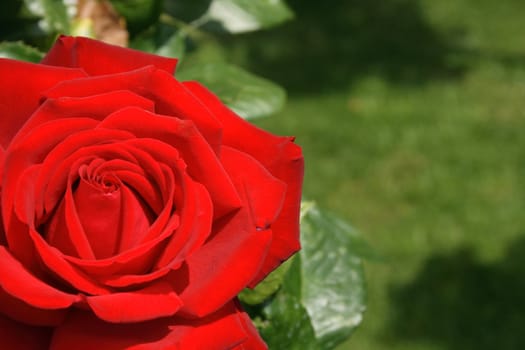 very nice red and green rose background 
