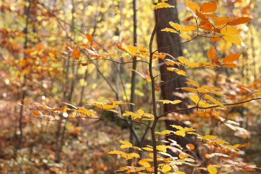 color autumn forest from the czech republic 