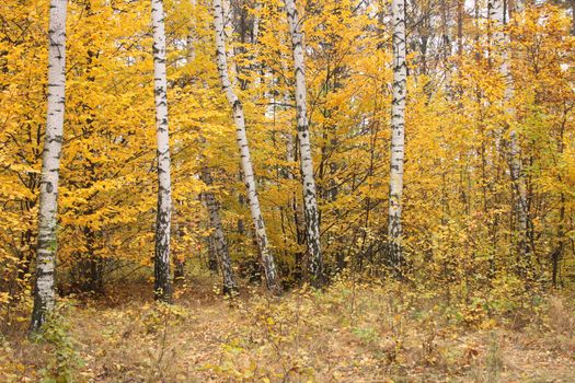 color autumn forest from the czech republic 