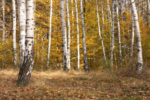 color autumn forest from the czech republic 