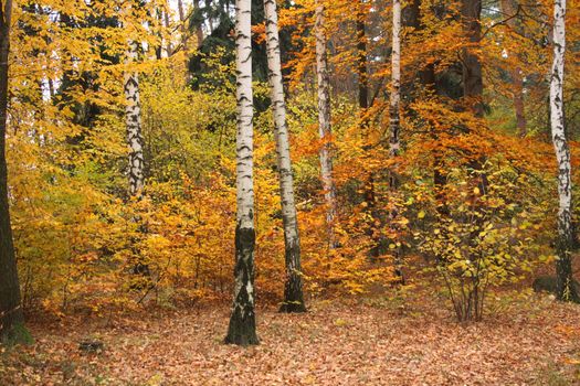 color autumn forest from the czech republic 