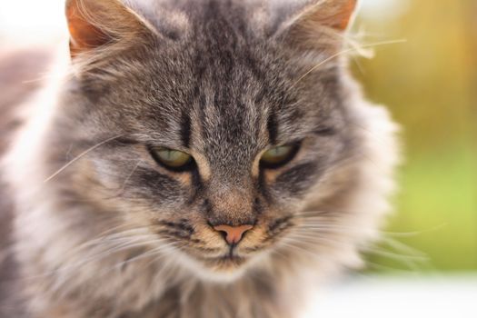 head of grey cat in the nature 