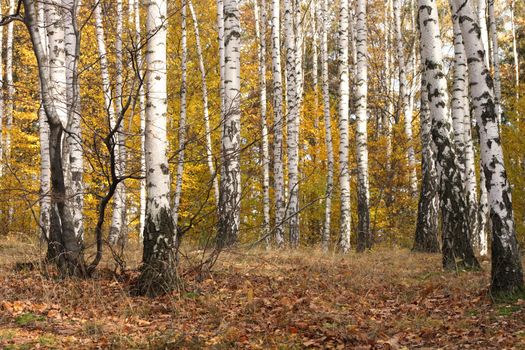 color autumn forest from the czech republic 