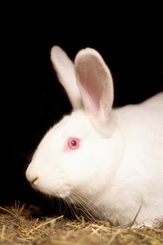 white rabbit  with red eyes on the black background 