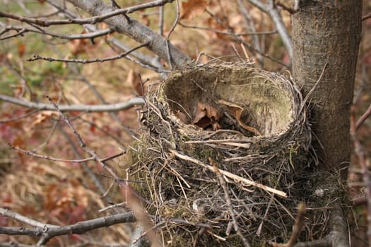 empty autumn nest from the near forest  