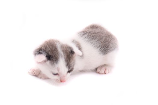 very small cat on the white background