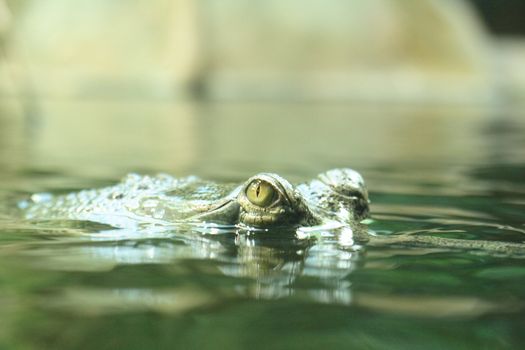 detail of crocodile (nice eyes) in the water 
