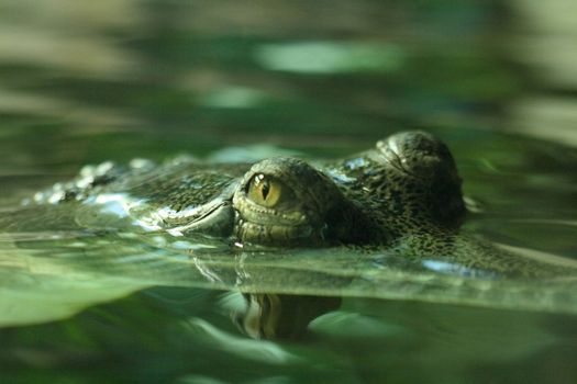 detail of crocodile (nice eyes) in the water 