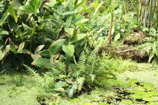 green jungle background from the botanical garden