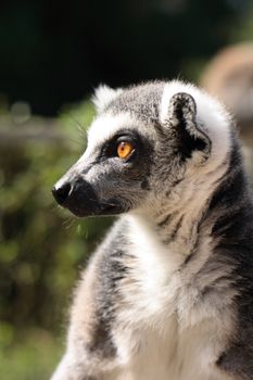 very nice lemur monkey in the jungle 