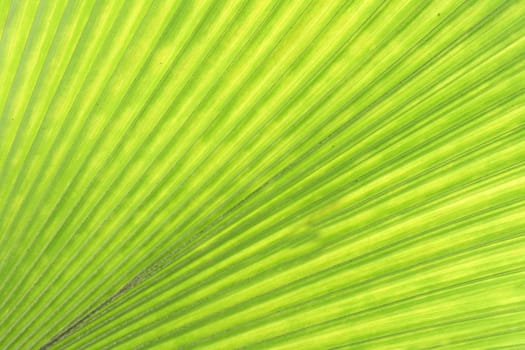 green natural background from the palm leaf