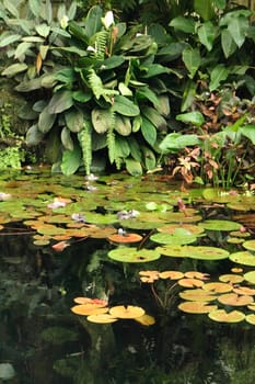 green jungle background from the botanical garden