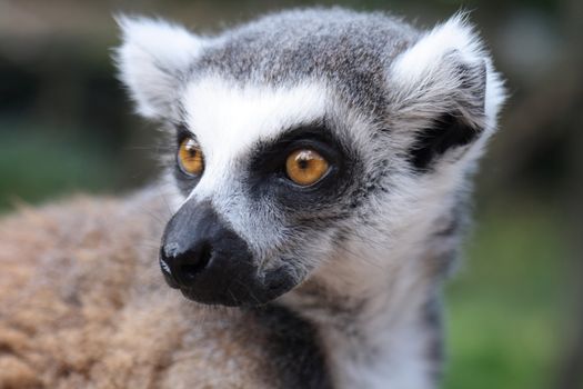 face of very nice lemur monkey from nature