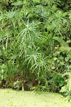 green jungle background from the botanical garden