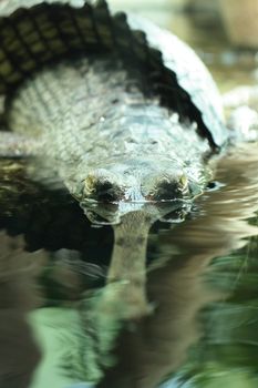 dangerous crocodile in the water with nice eyes 